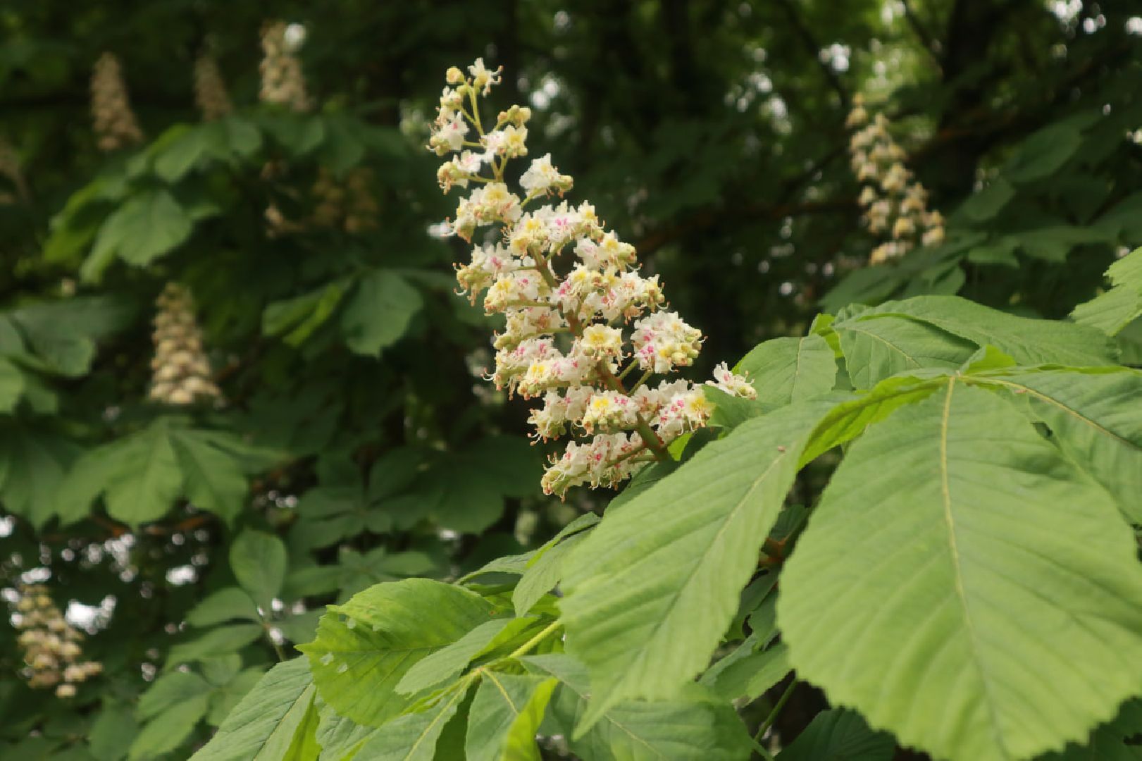 Пущино, экология