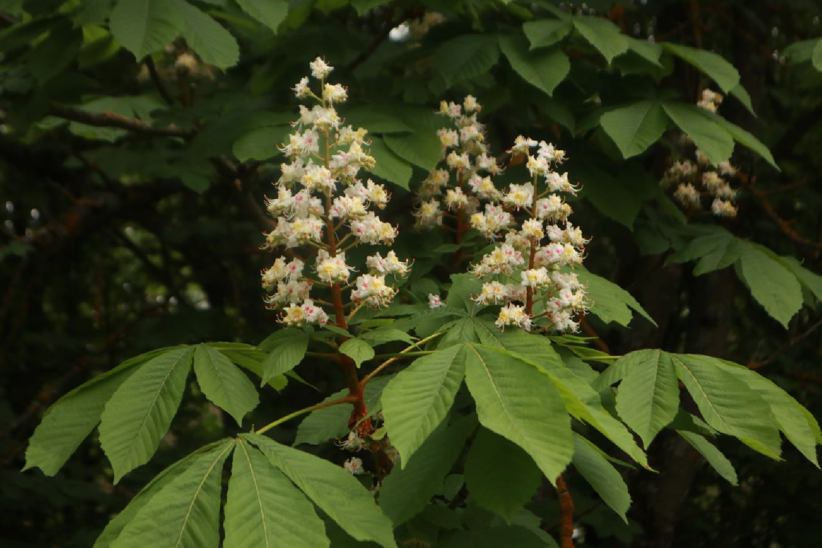 Пущино, экология