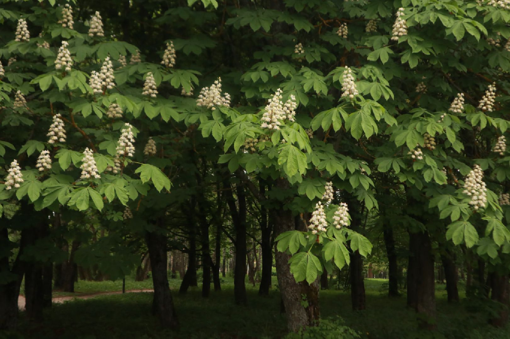 Пущино, экология