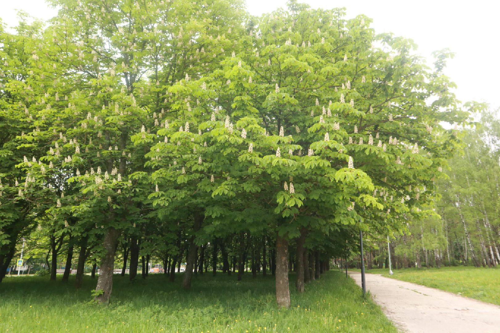 Пущино, экология