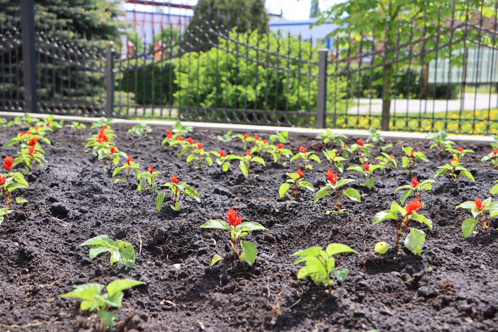 Серебряные Пруды, благоустройство