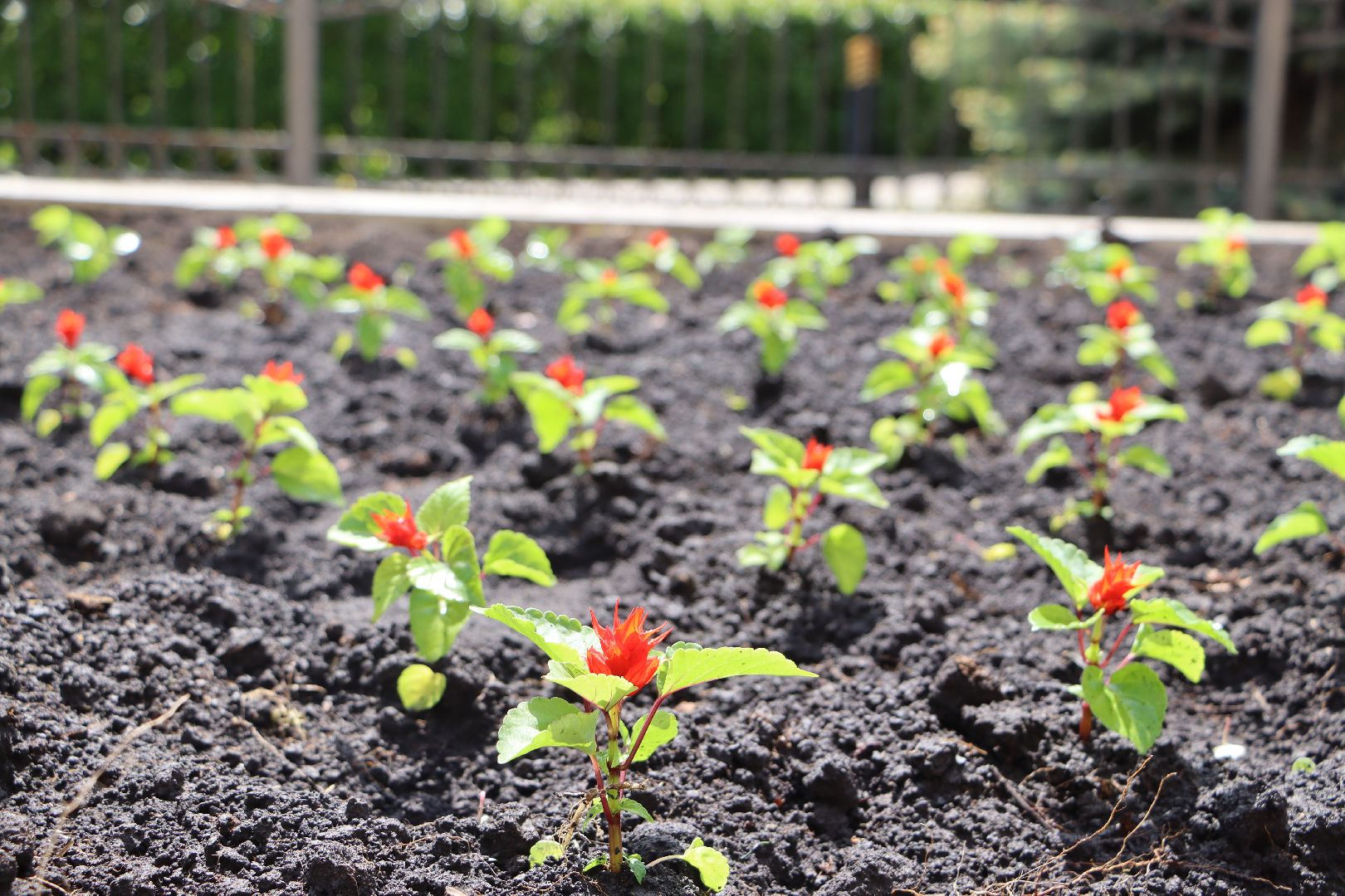 Серебряные Пруды, благоустройство