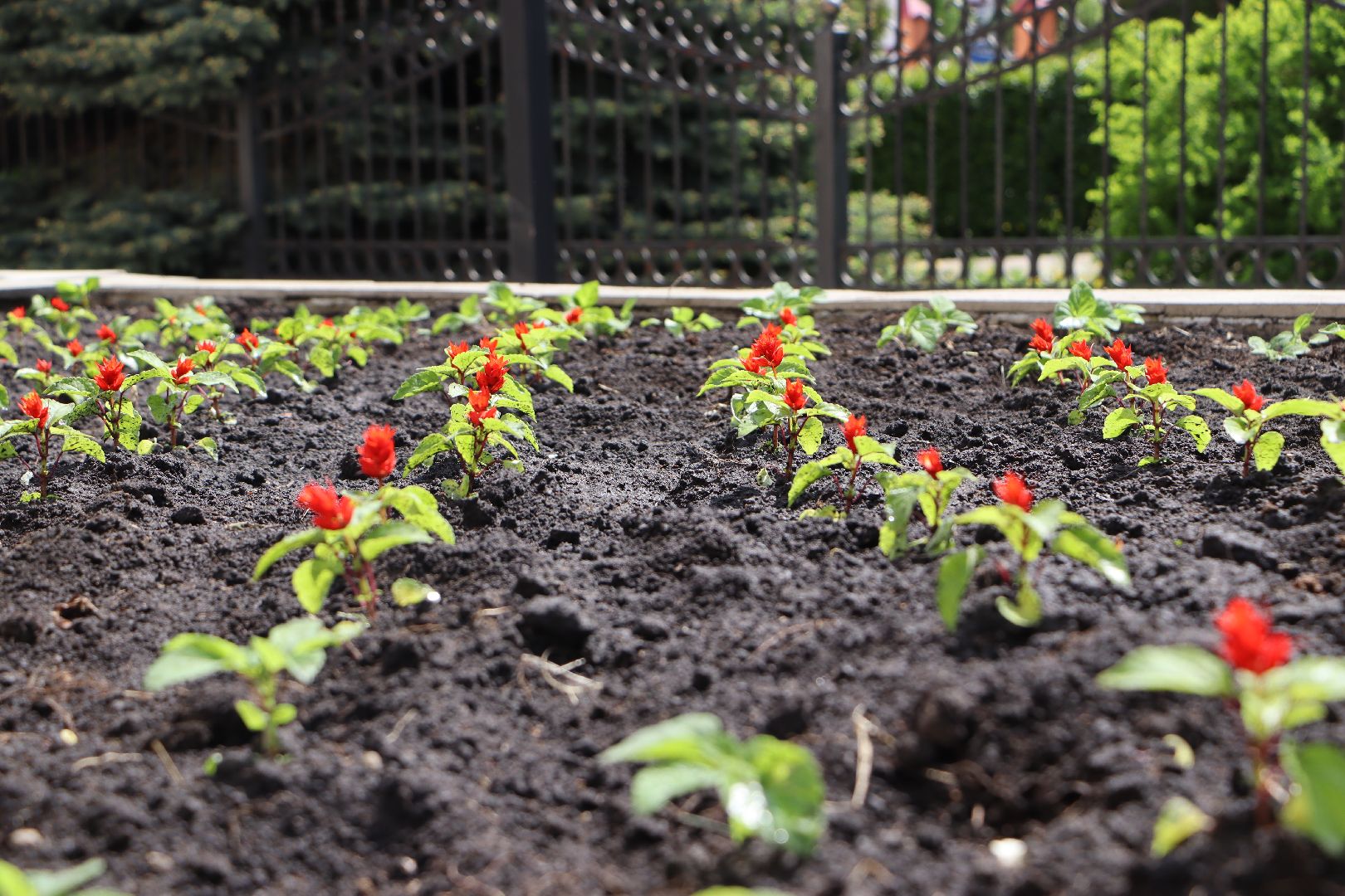 Серебряные Пруды, благоустройство