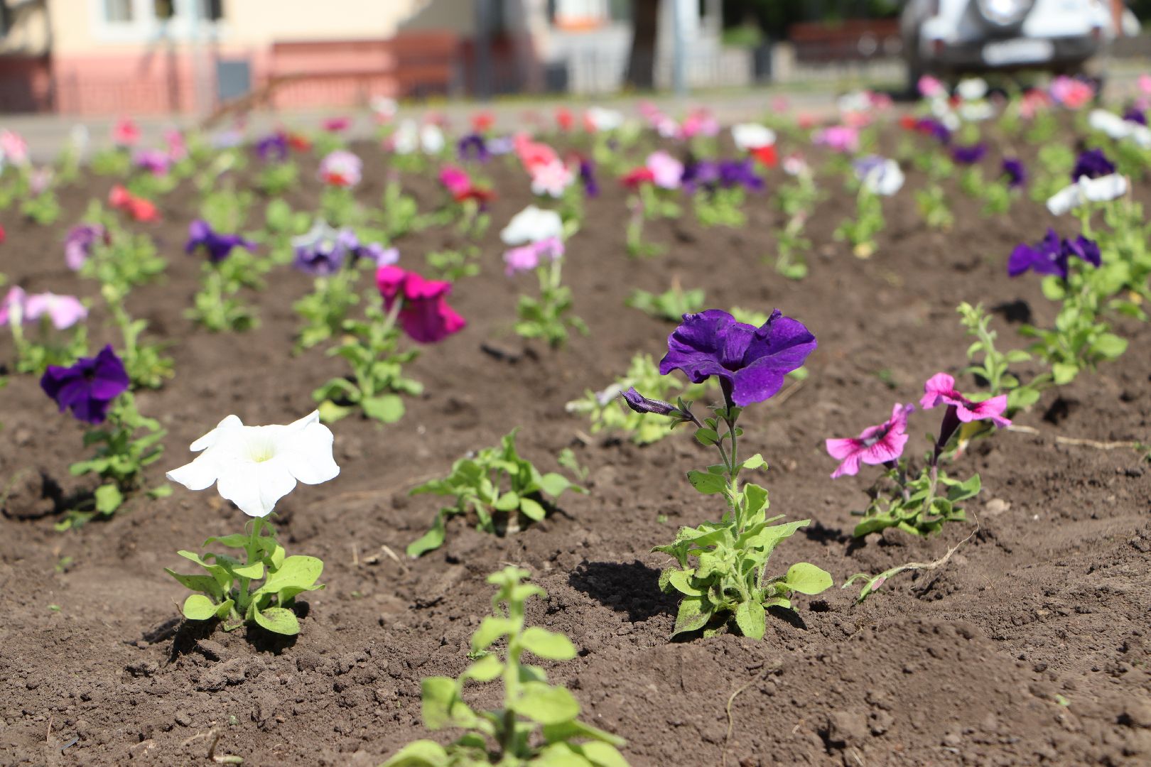 Серебряные Пруды, благоустройство
