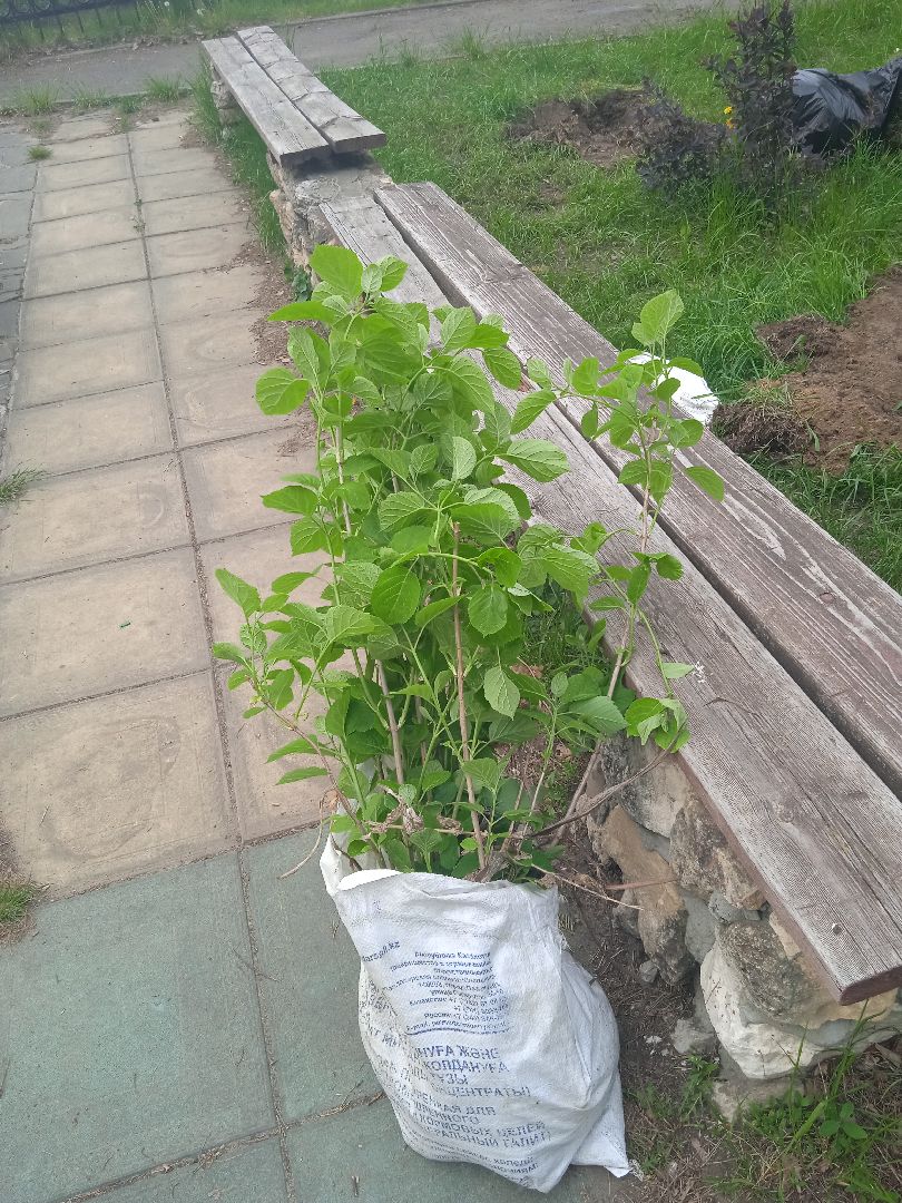 Город-сад, растения, пересадка, реконструкция, парк, Жуковский