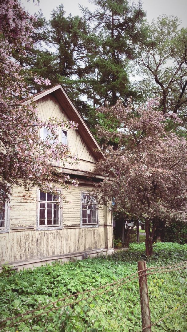Солнечногорск, яблони, весна, цветение, туризм