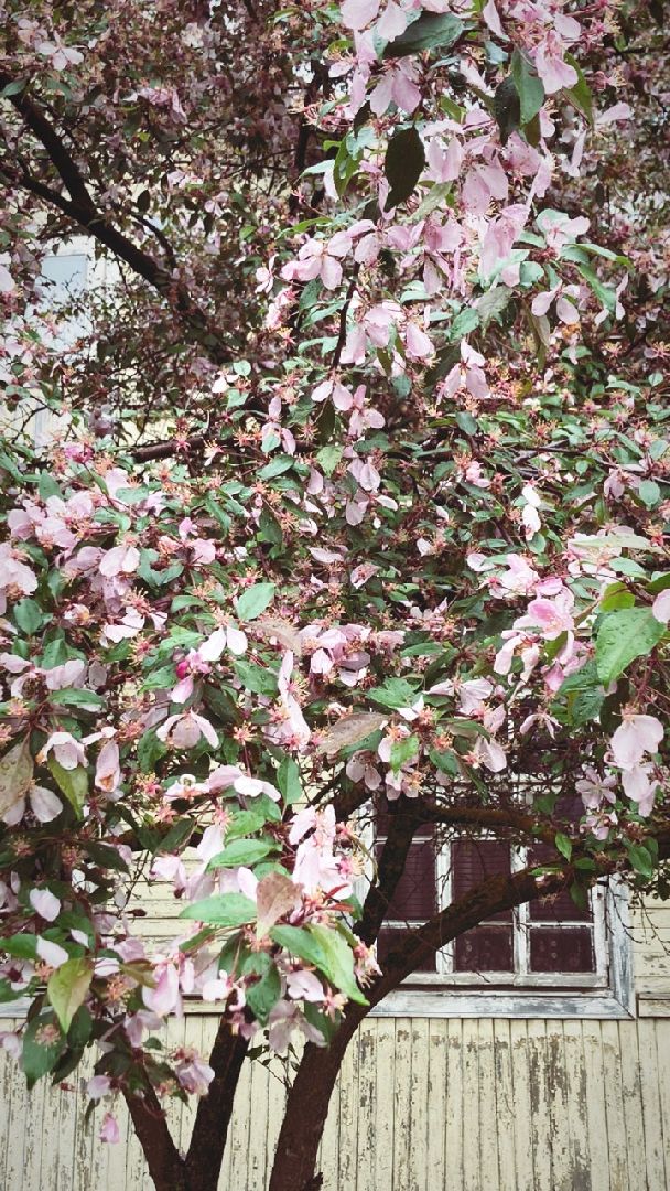 Солнечногорск, яблони, весна, цветение, туризм