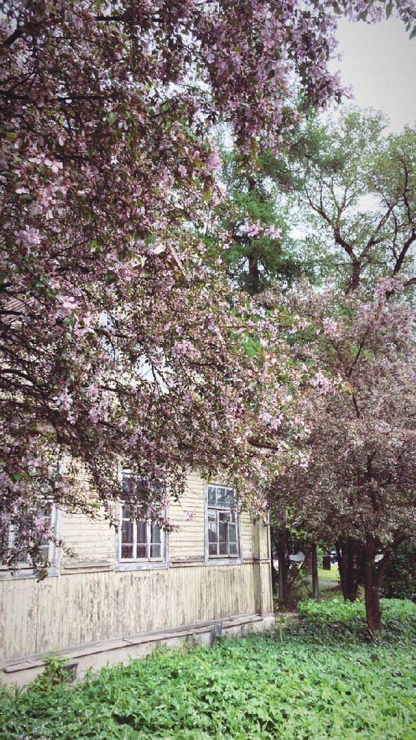 Солнечногорск, яблони, весна, цветение, туризм