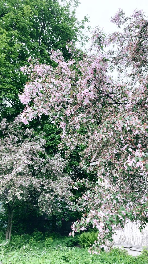 Солнечногорск, яблони, весна, цветение, туризм