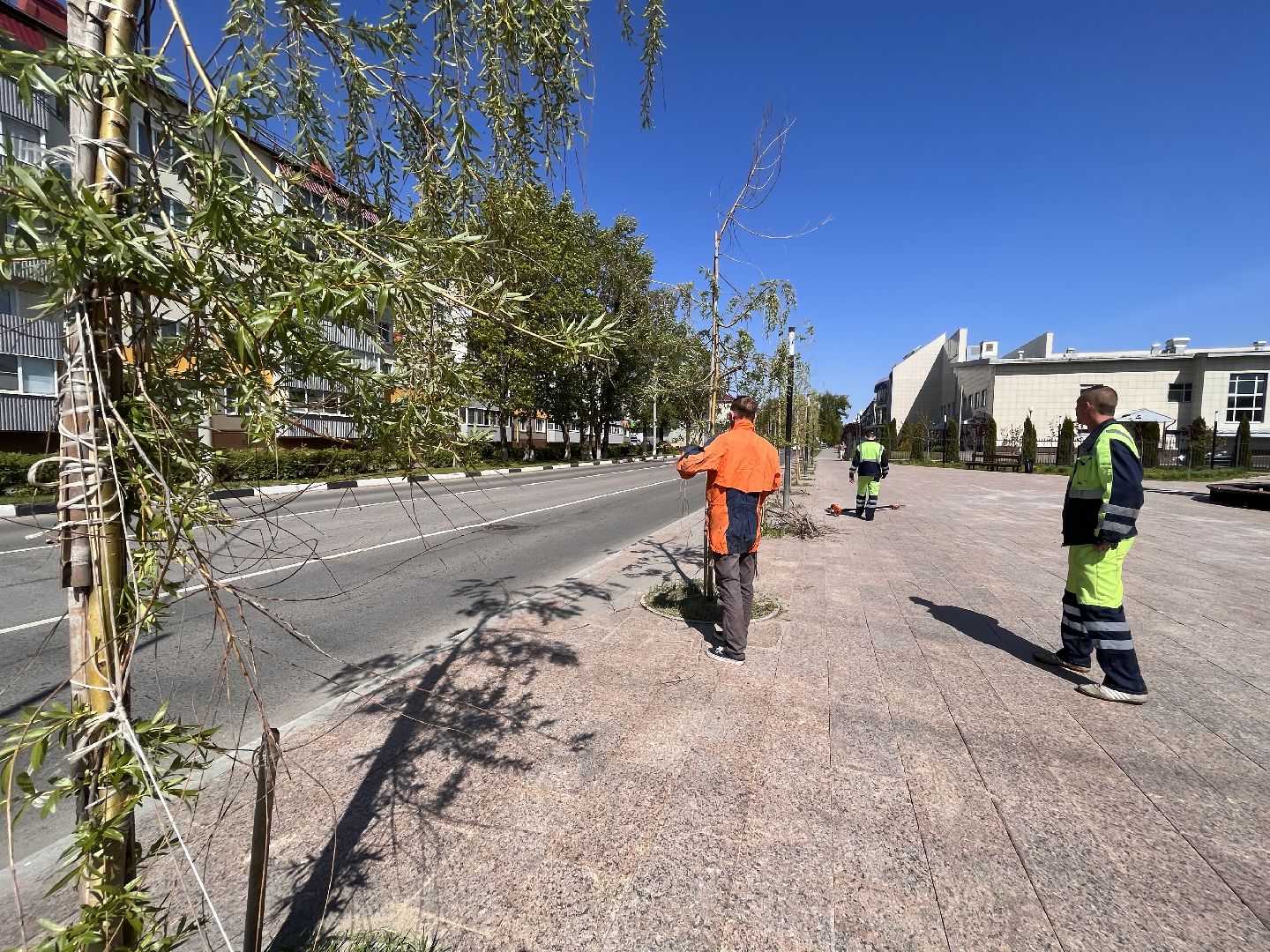 Шаховская, ивы, обрезка деревьев