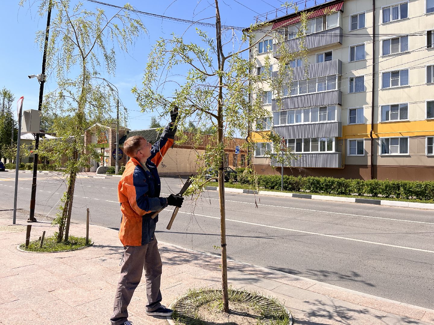 Шаховская, ивы, обрезка деревьев