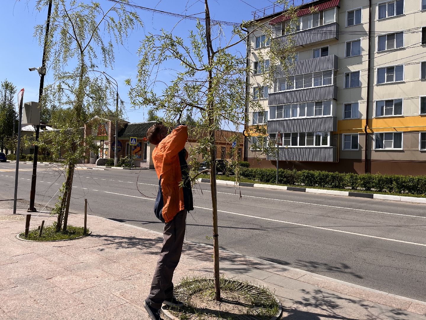 Шаховская, ивы, обрезка деревьев