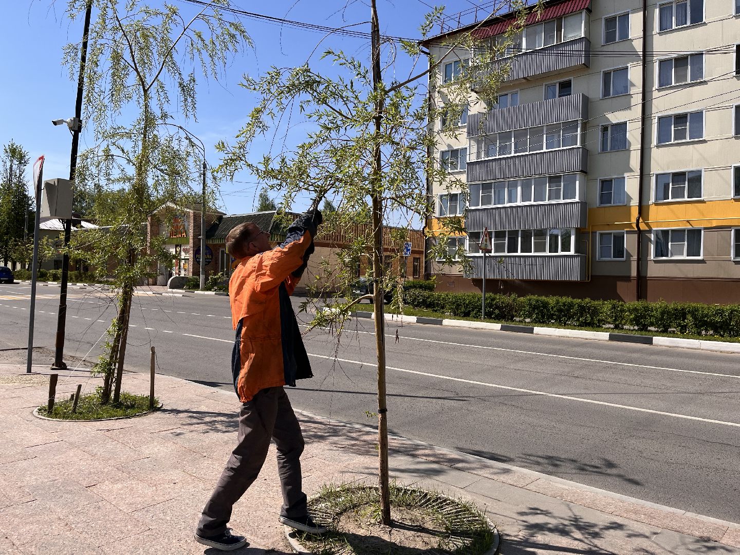 Шаховская, ивы, обрезка деревьев