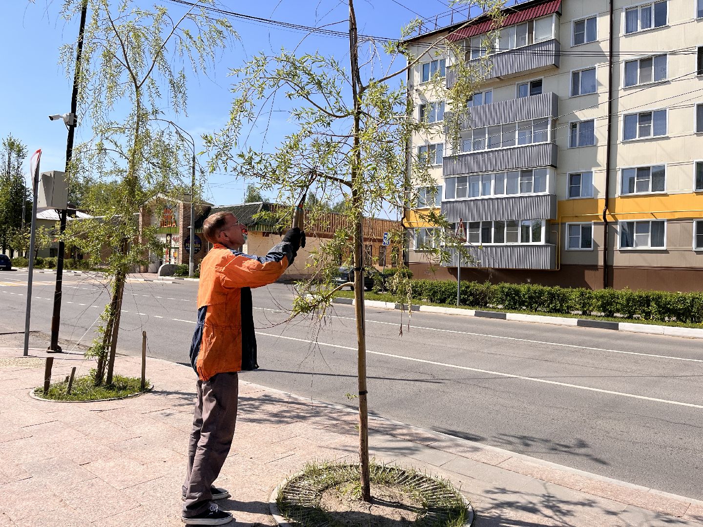 Шаховская, ивы, обрезка деревьев