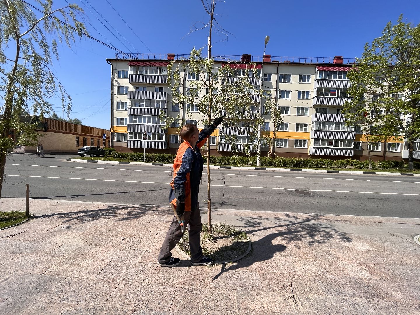 Шаховская, ивы, обрезка деревьев