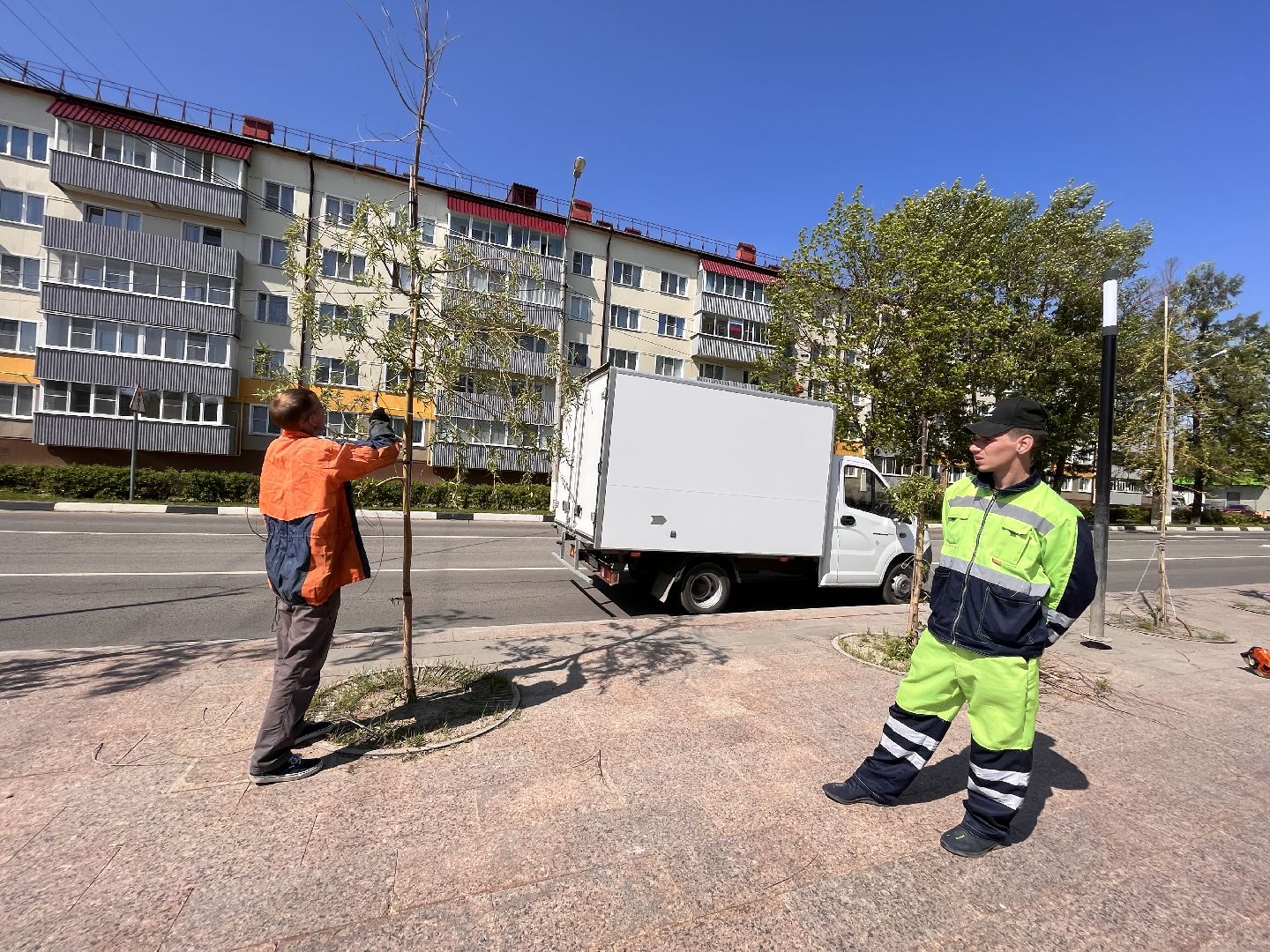 Шаховская, ивы, обрезка деревьев