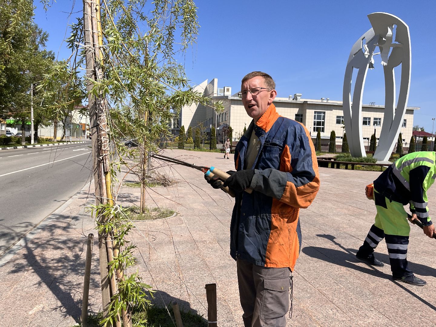 Шаховская, ивы, обрезка деревьев