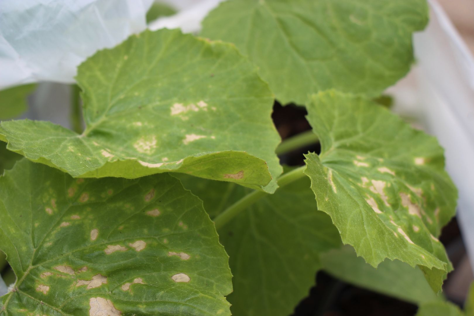 Лобня, парк, огород