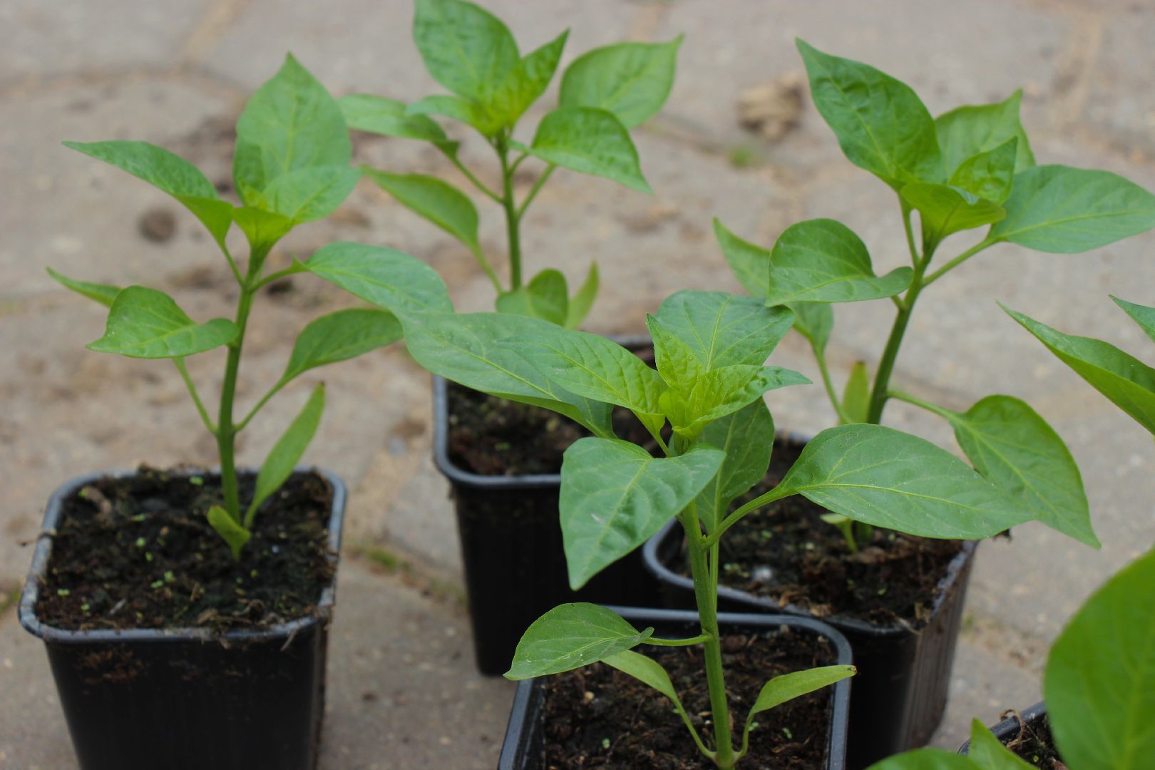 Лобня, парк, огород