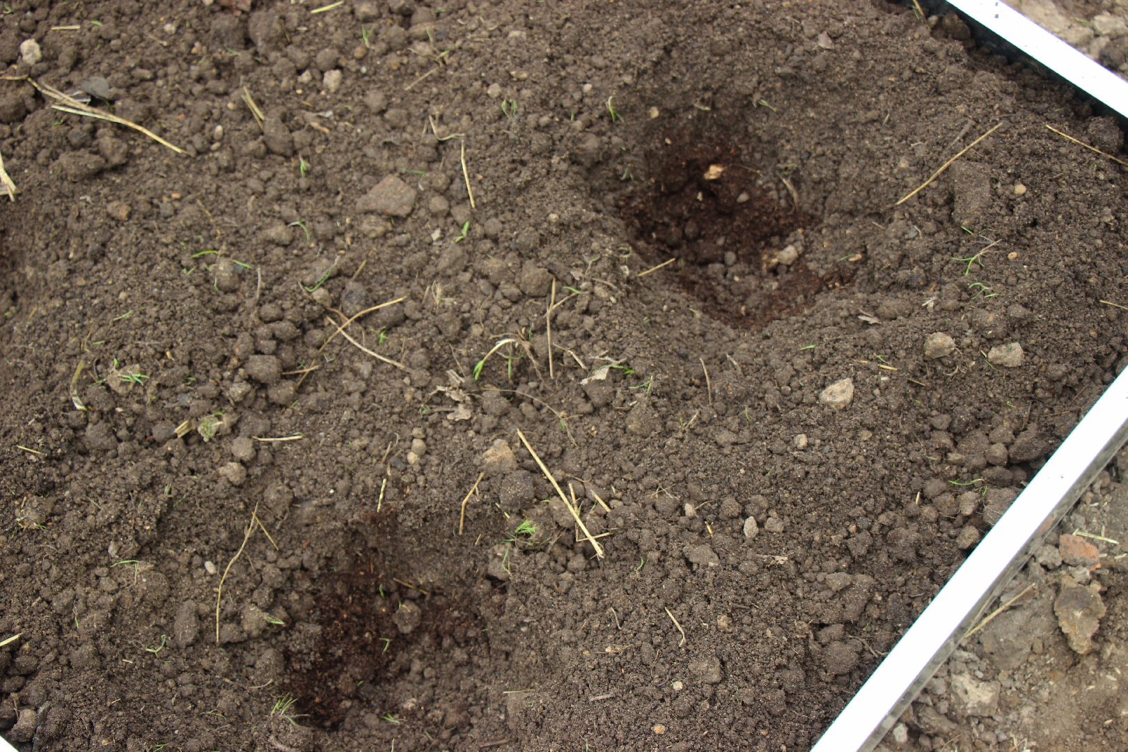 Лобня, парк, огород