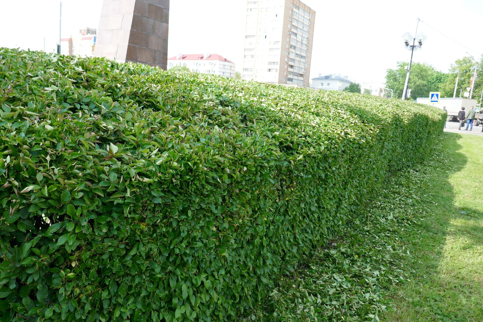 Подольск, благоустройство, кустарники, декор, растения, красота, Подольский комбинат благоустройства, кусторез, парк, сквер, природа