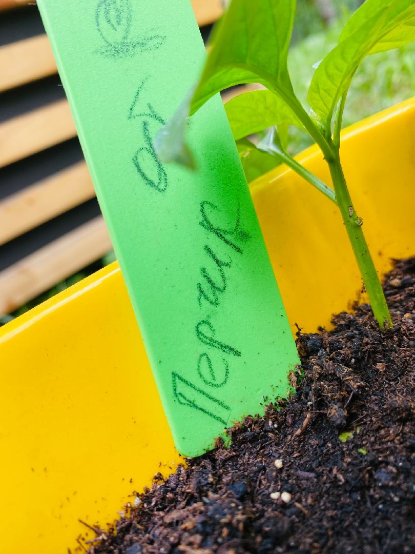 Домодедово, общественный огород, парк, дети, огород