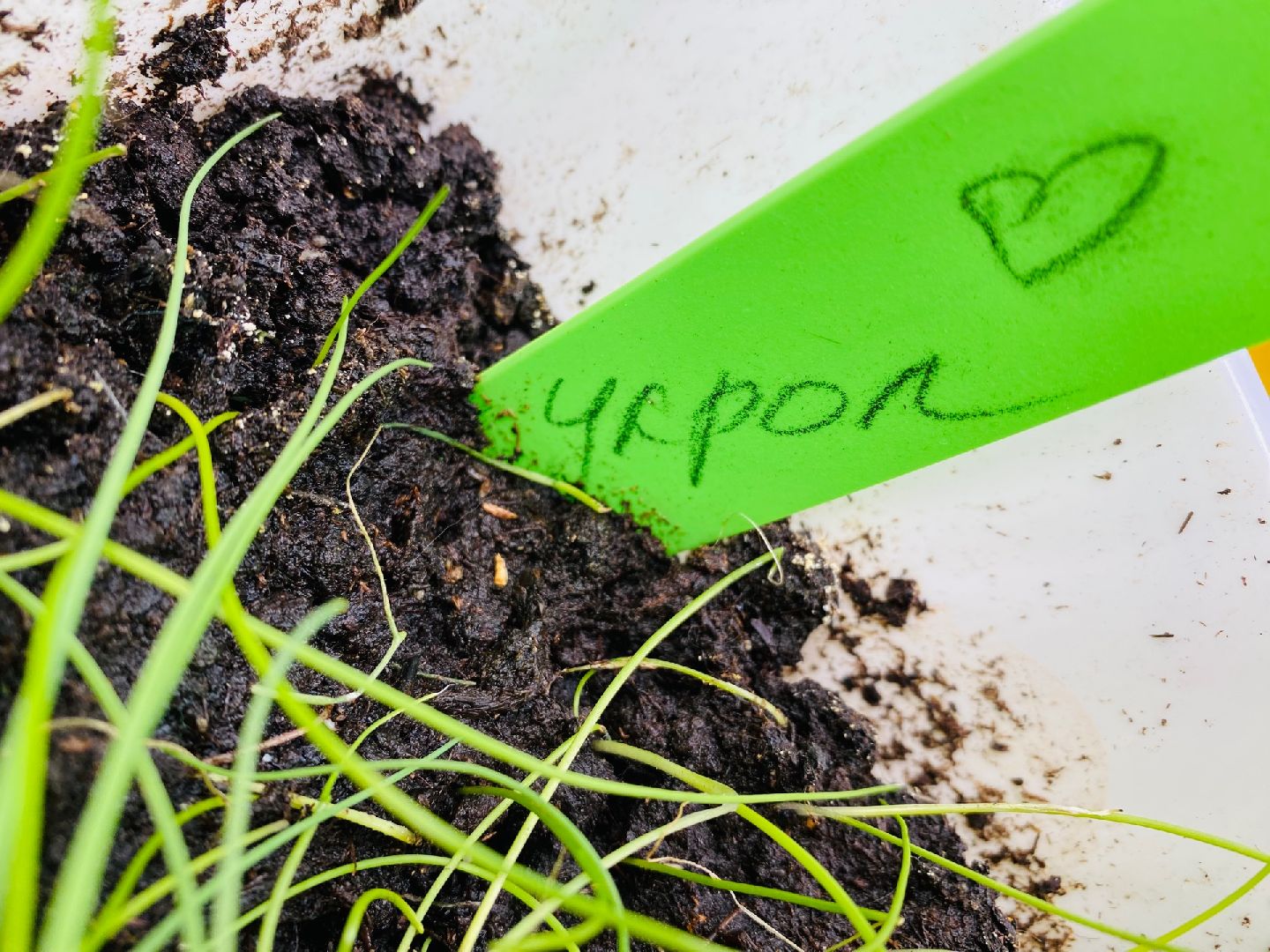 Домодедово, общественный огород, парк, дети, огород