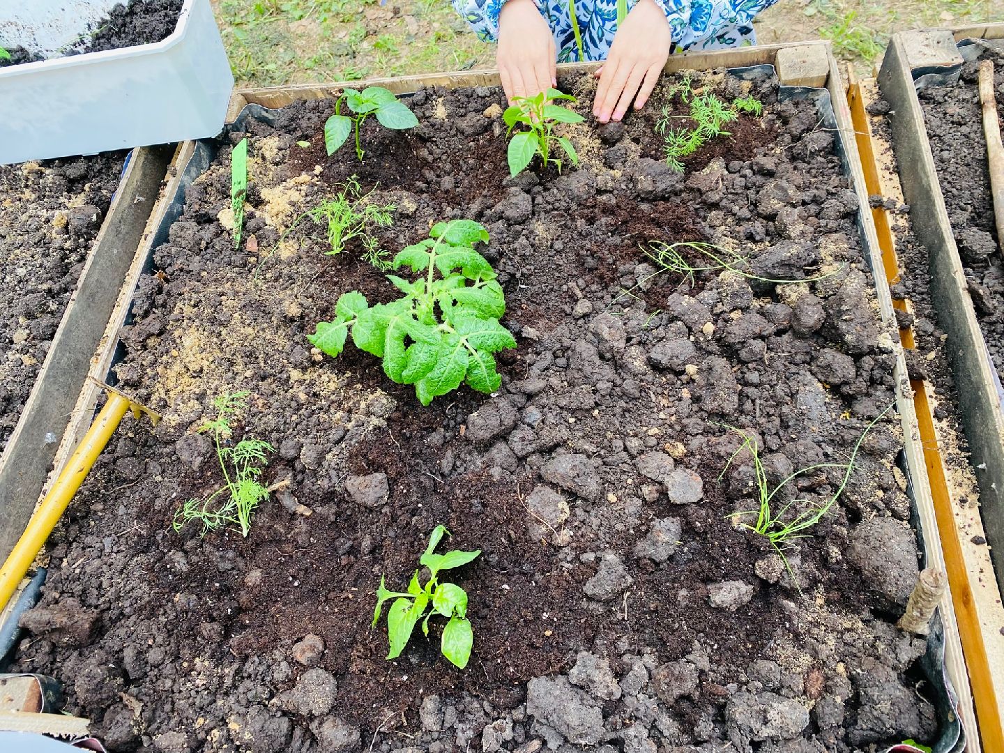 Домодедово, общественный огород, парк, дети, огород