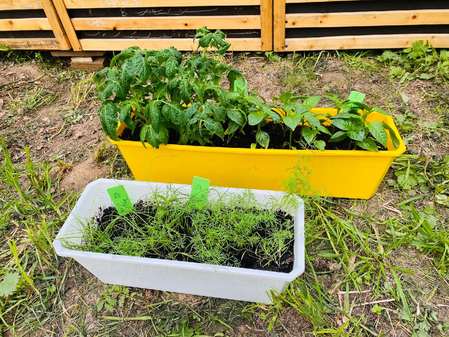 Домодедово, общественный огород, парк, дети, огород