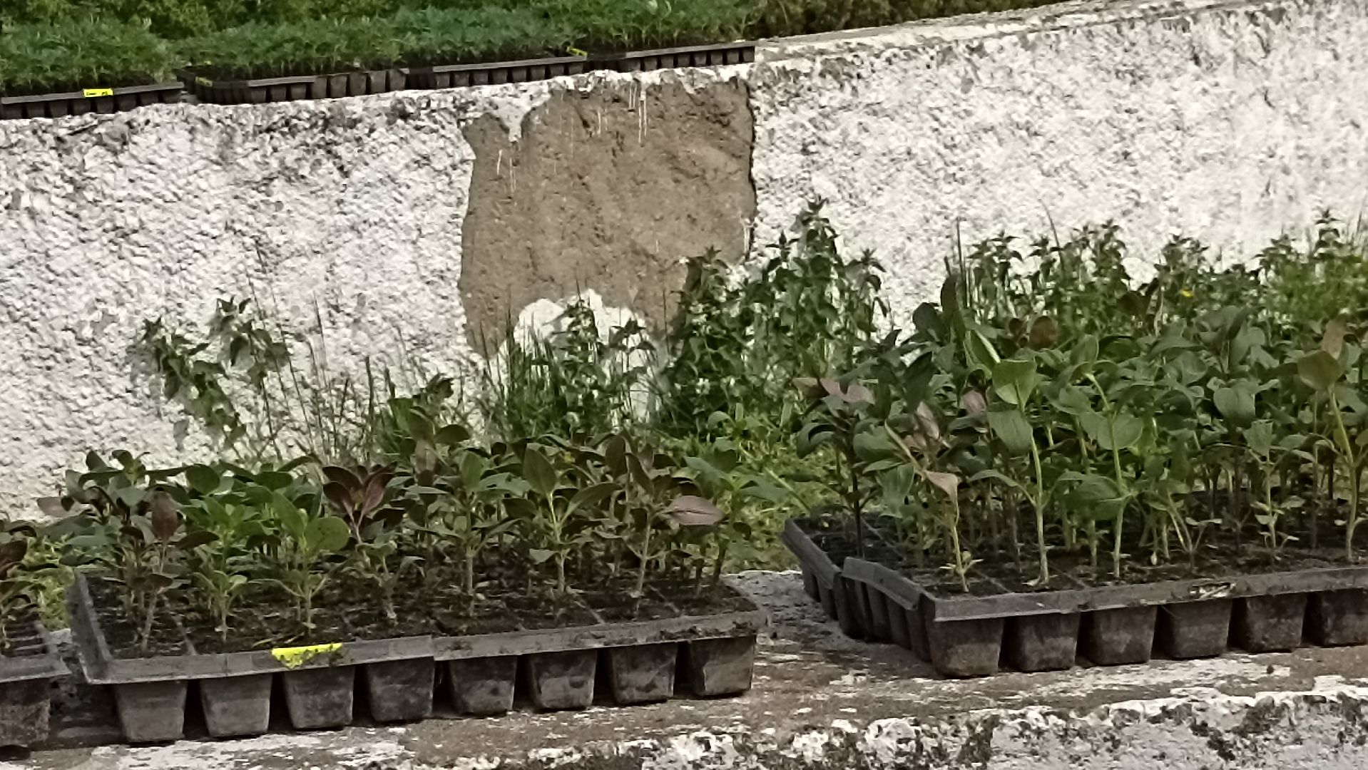 Серпухов, Подмосковье, цветы, посадка, благоустройство