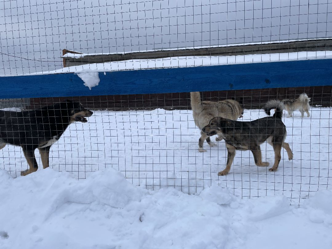 Клин, общество