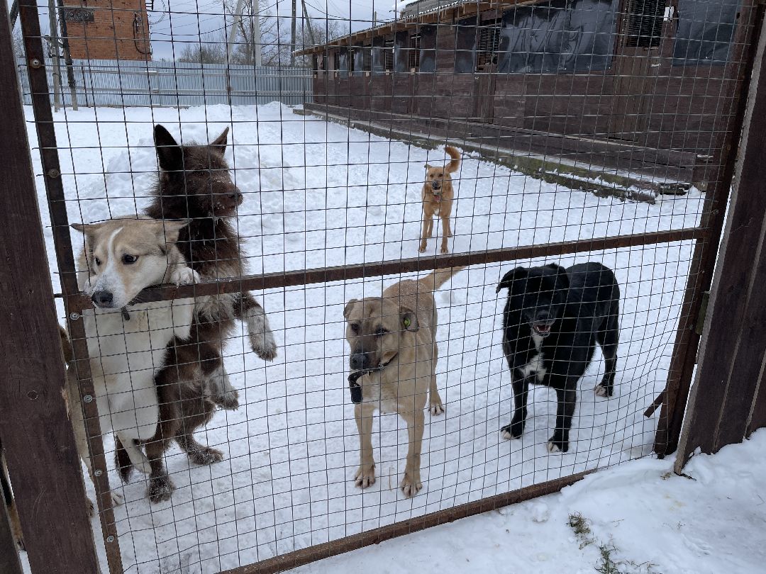 Клин, общество