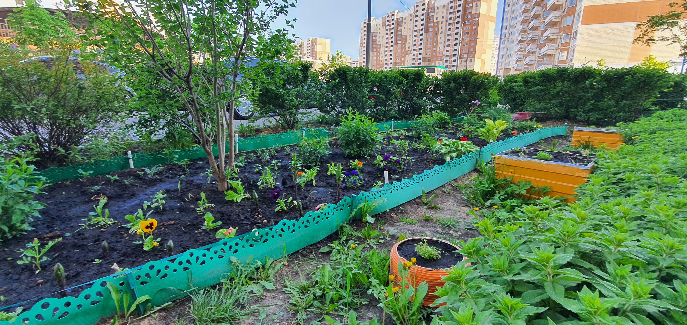 мкр Южный, цветы, Домодедово