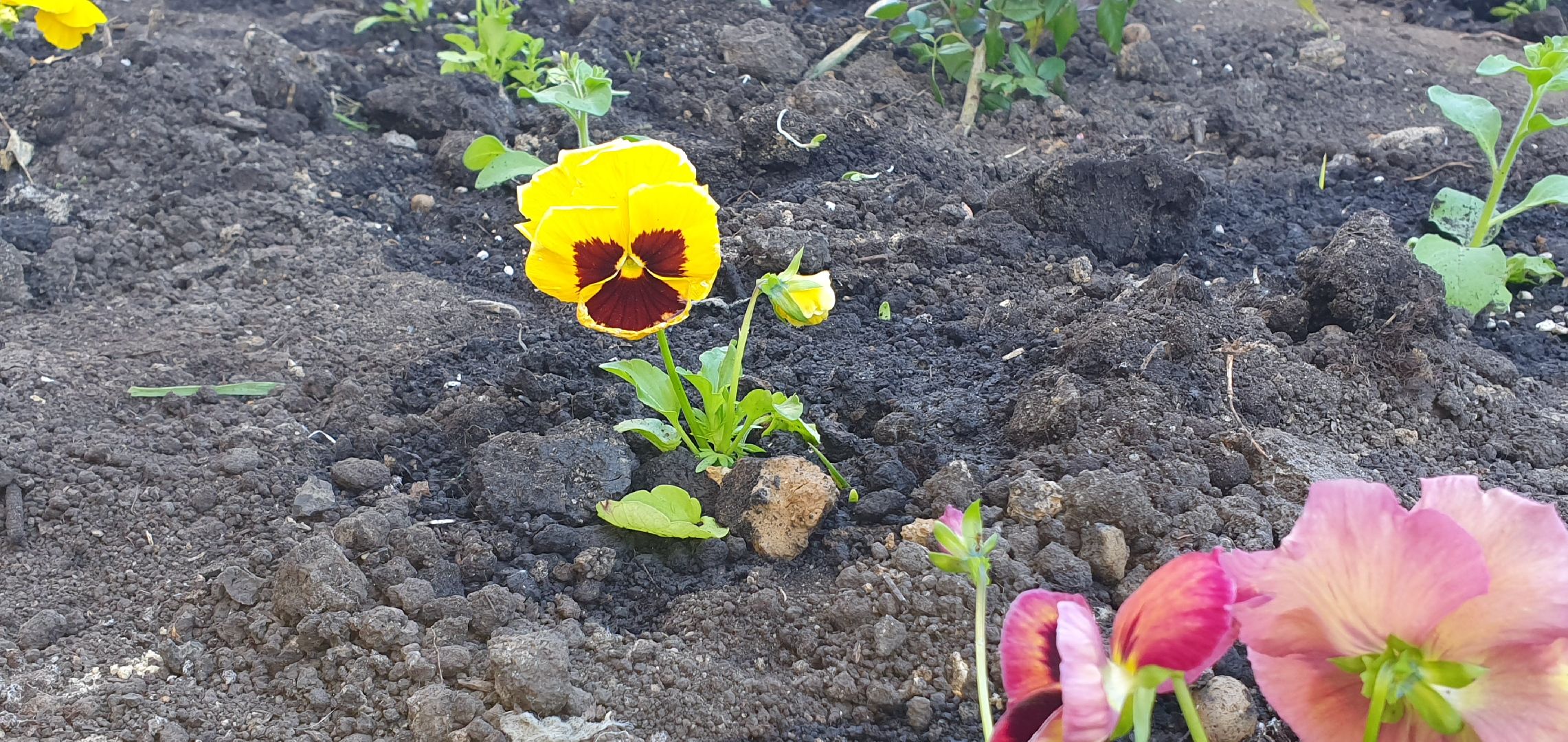 мкр Южный, цветы, Домодедово