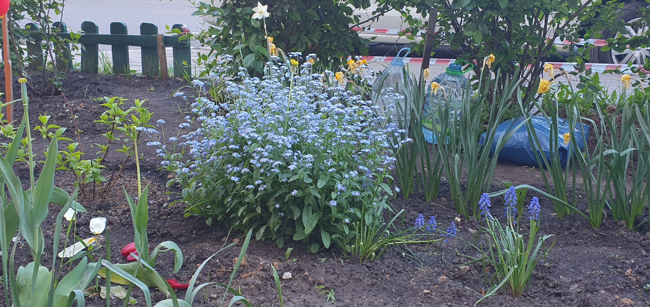 мкр Южный, цветы, Домодедово