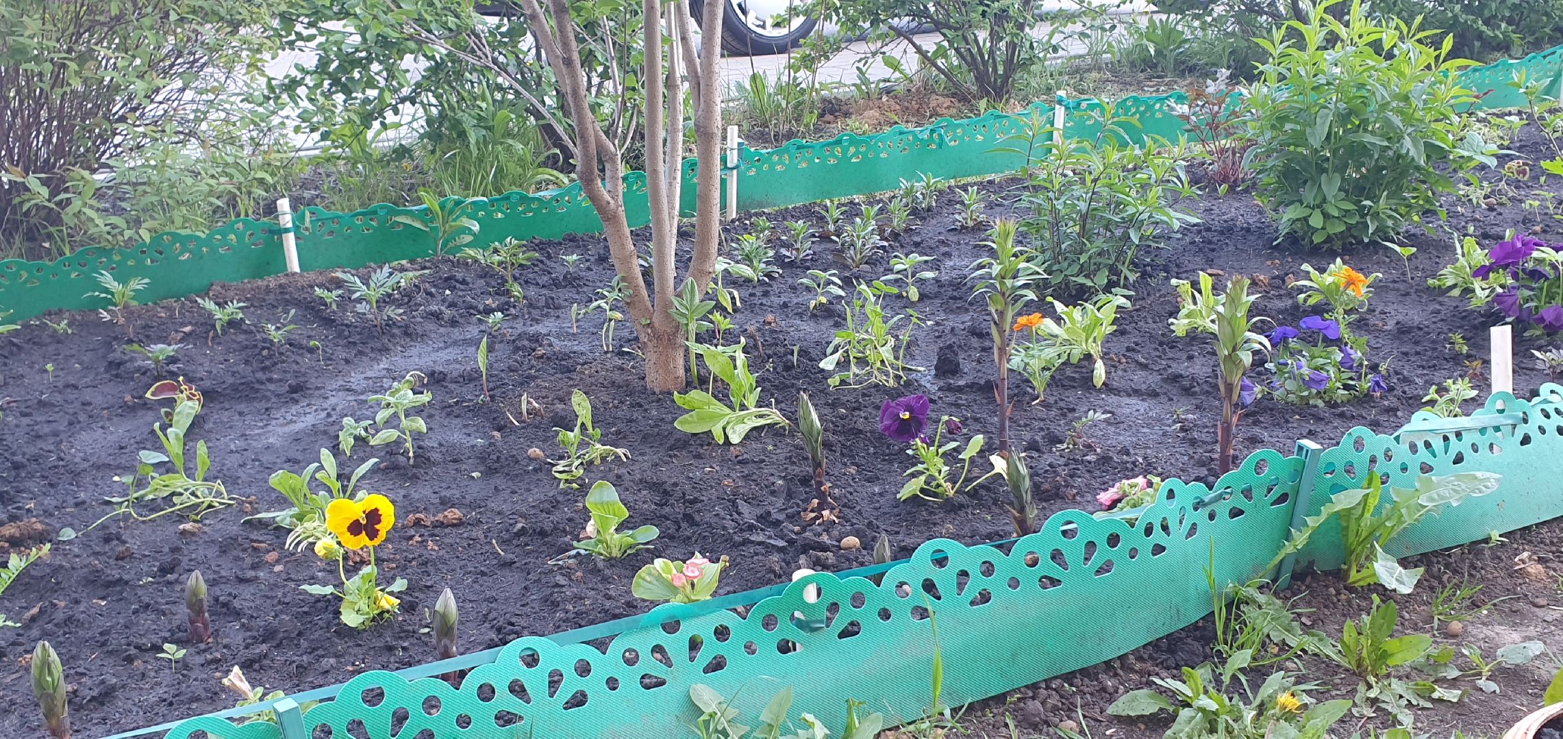 мкр Южный, цветы, Домодедово