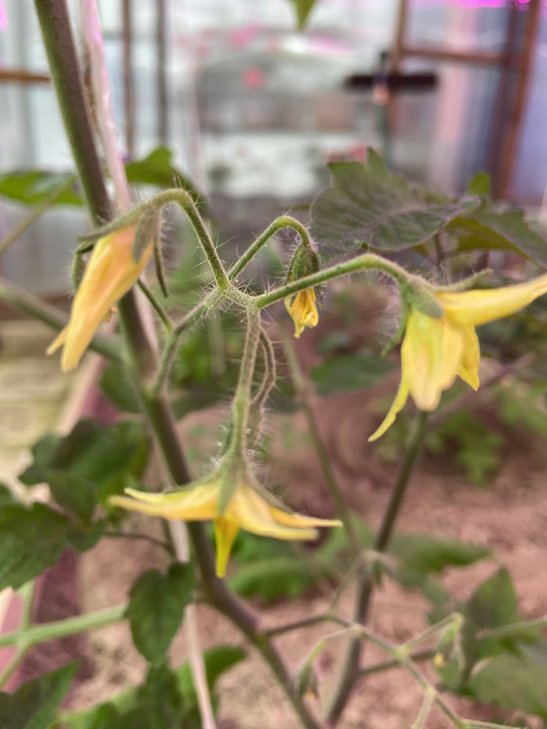 Волоколамск