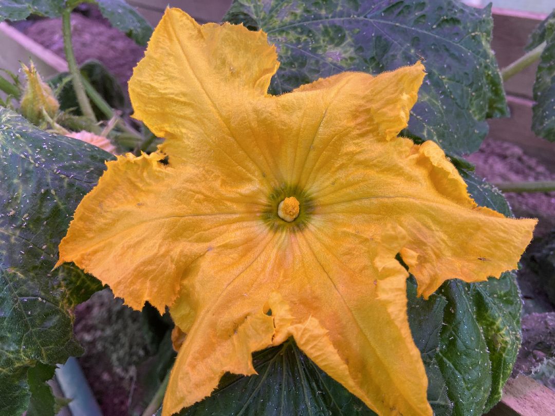 Волоколамск