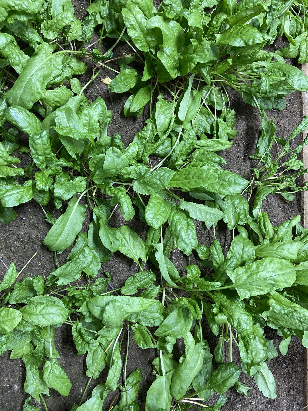 Волоколамск