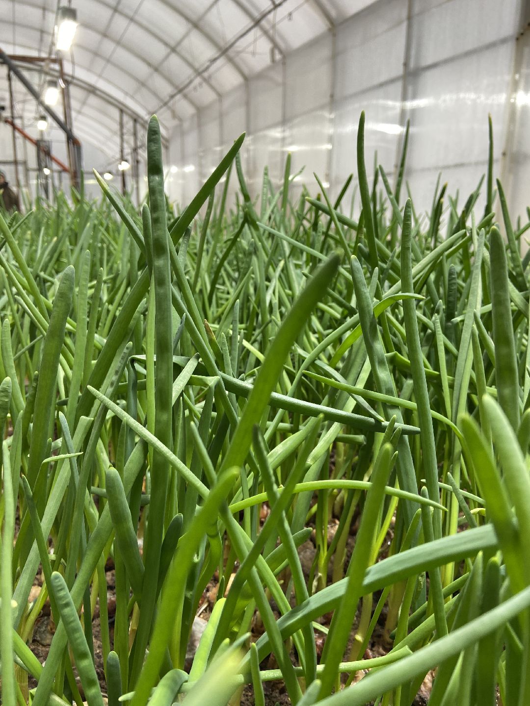 Волоколамск