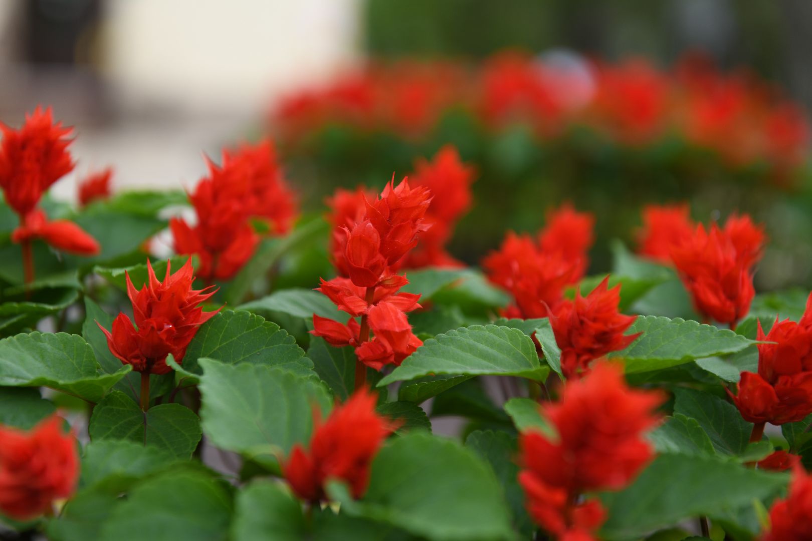 лыткарино, жкх, уборка, цветы,