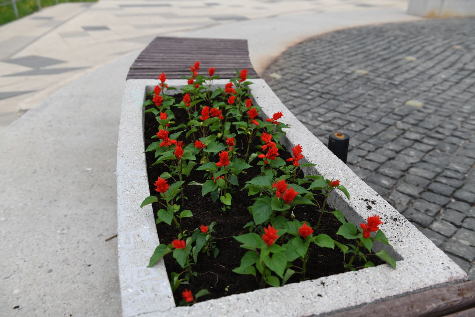 лыткарино, жкх, уборка, цветы,