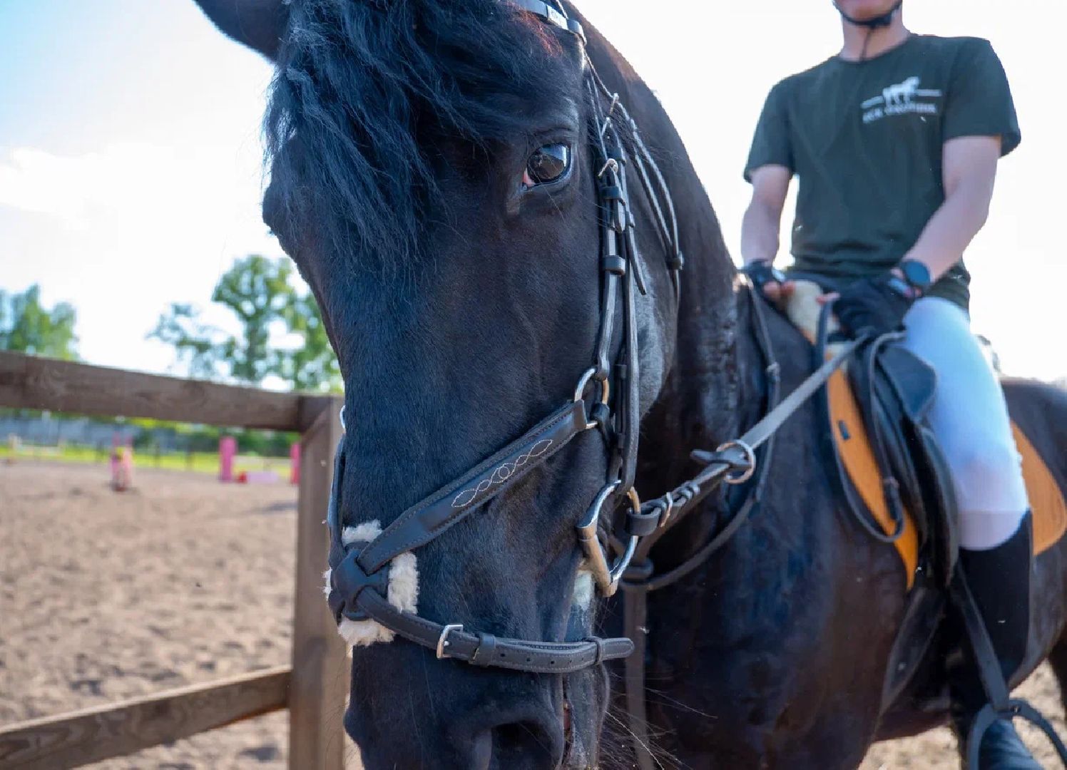 Конкур, лошади, спорт, конный спорт, КСК
