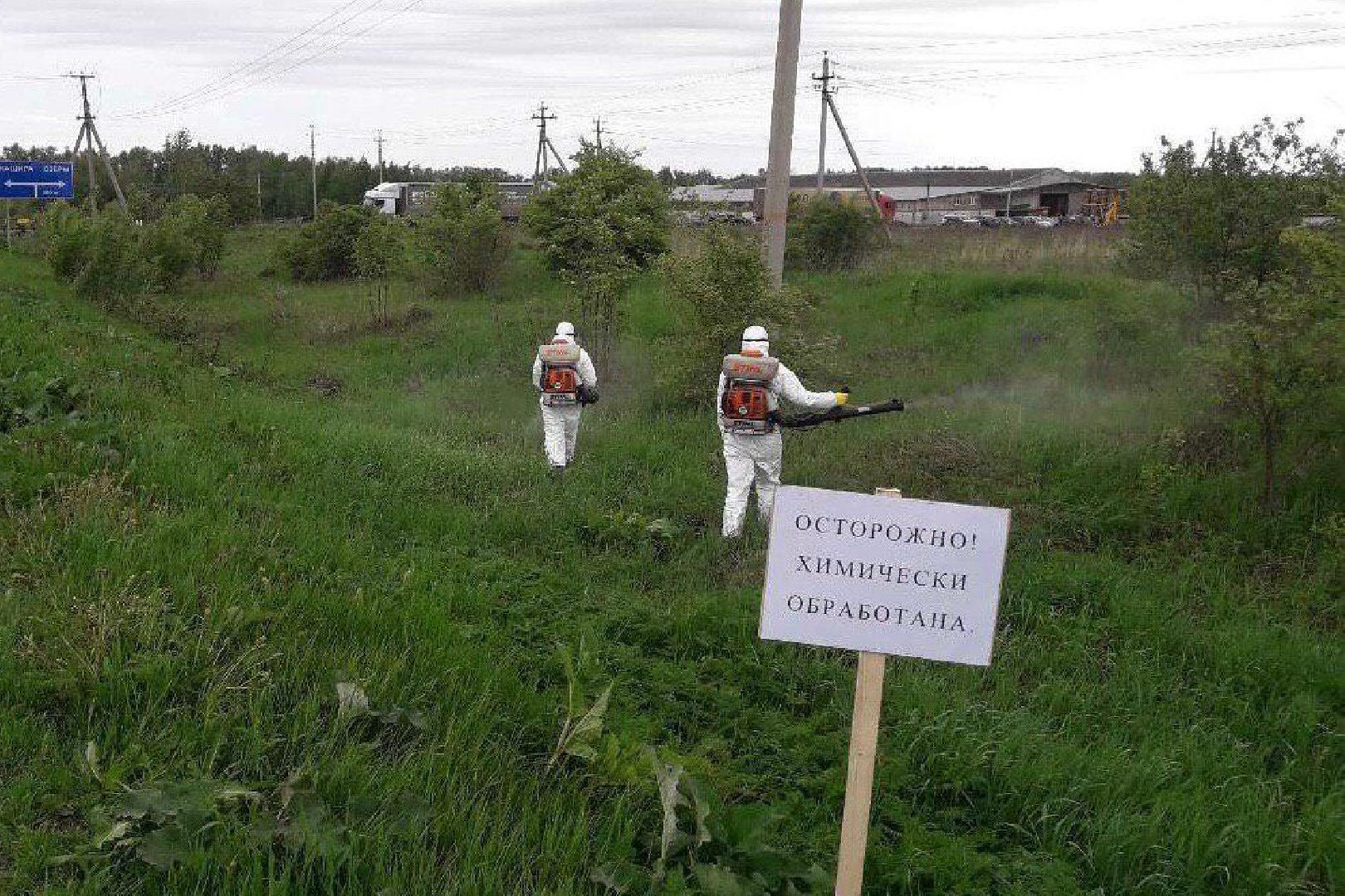 Подольск, борщевик