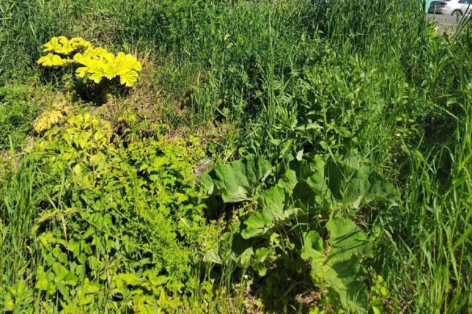 Подольск, борщевик