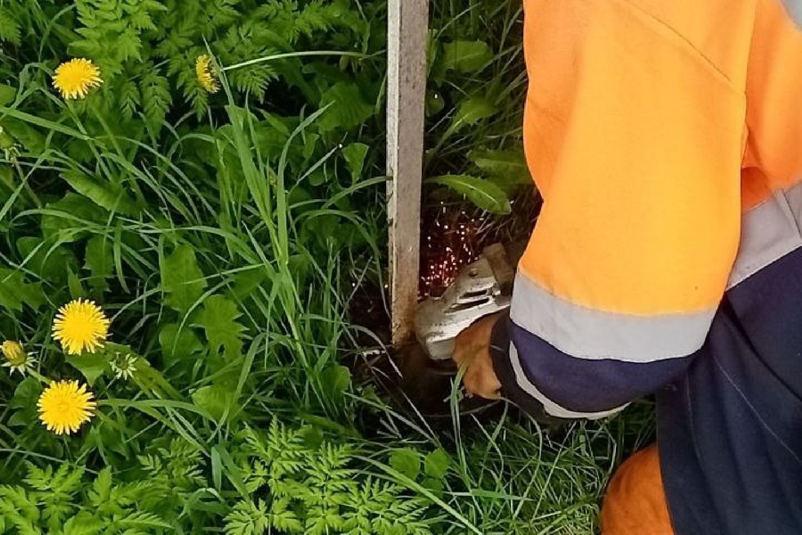 Подольск, борщевик