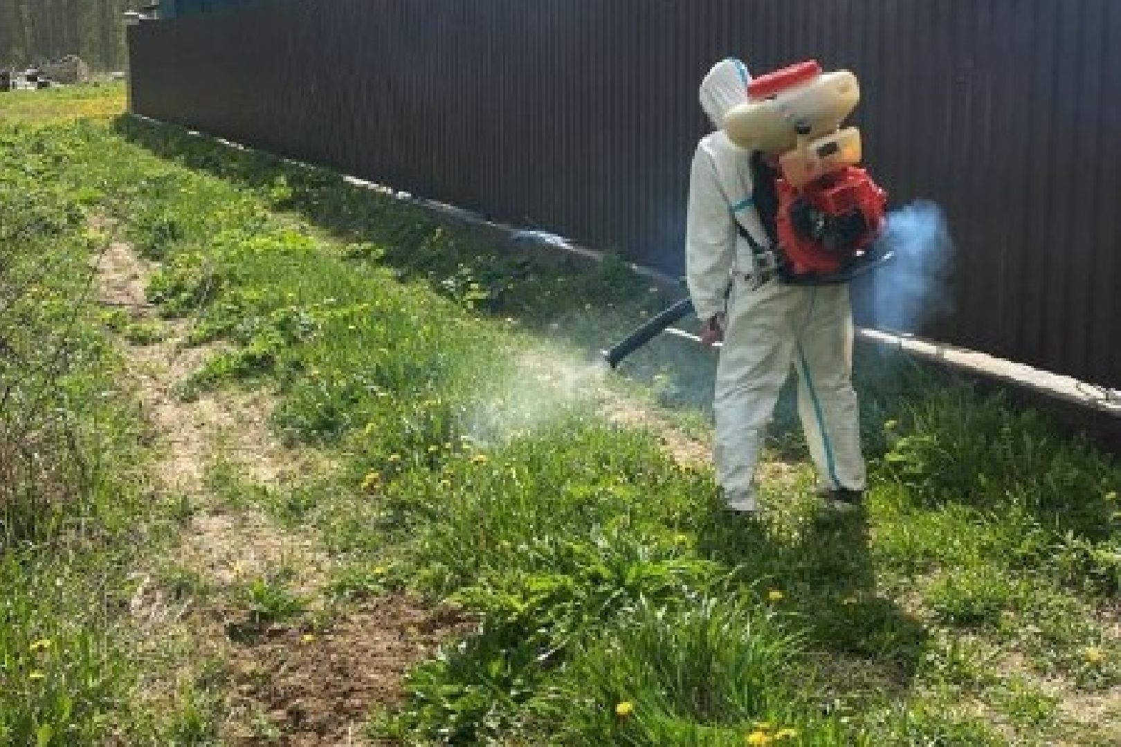 Подольск, борщевик