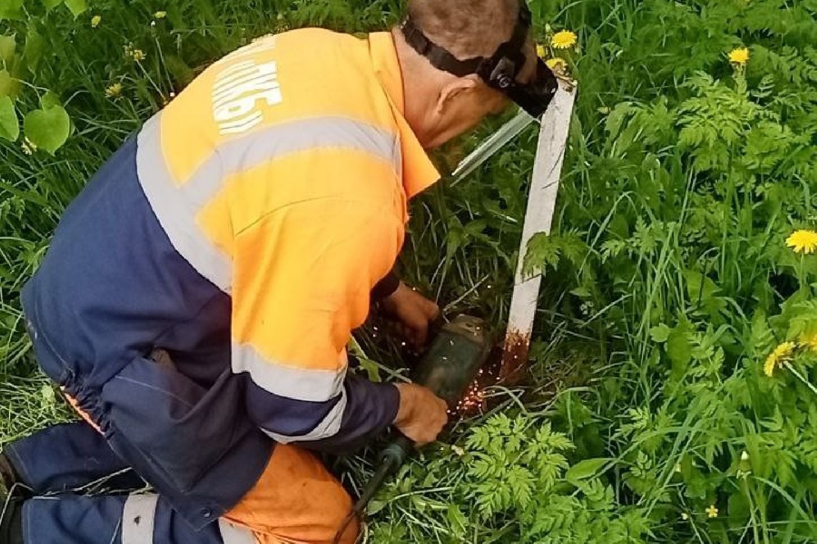 Подольск, борщевик