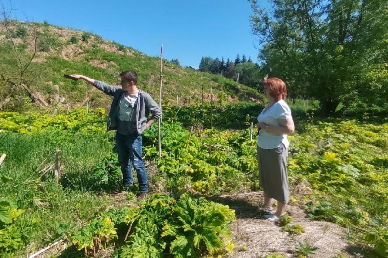 Подольск, борщевик