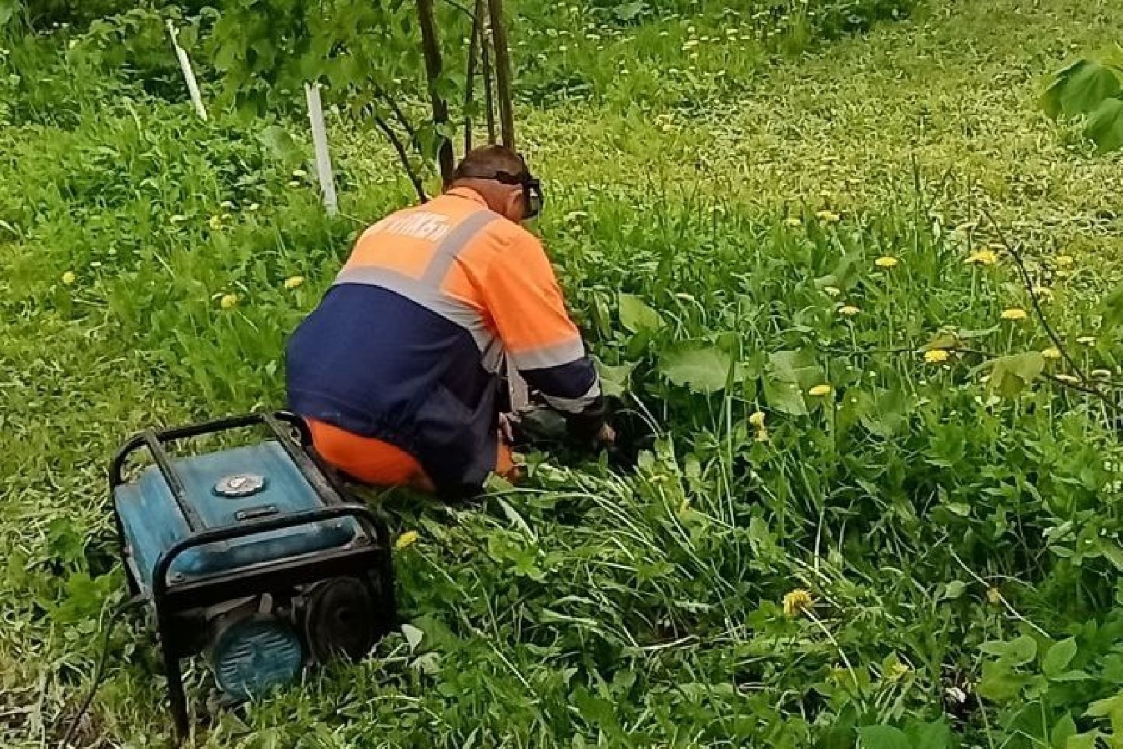 Подольск, борщевик